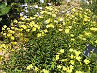 Lin - Linum Campanulatum (fam Linacees) (Europe meridionale) (02) (Photo F. Mrugala)